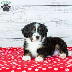 Benji, Bernedoodle Puppy